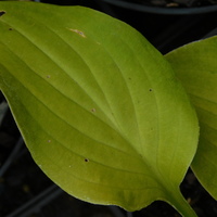 Hosta  'June'